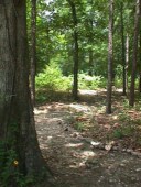 A stroll through the woods
